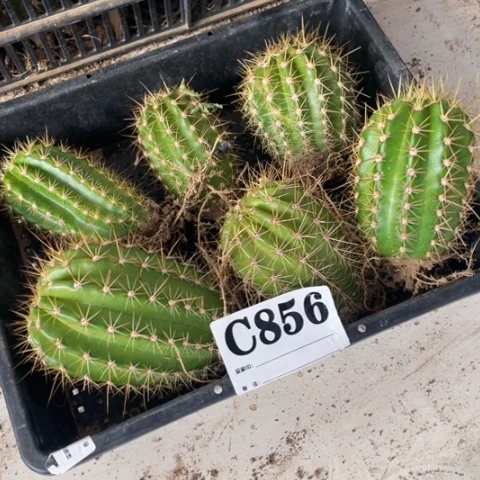 种子苗毛花柱c 856