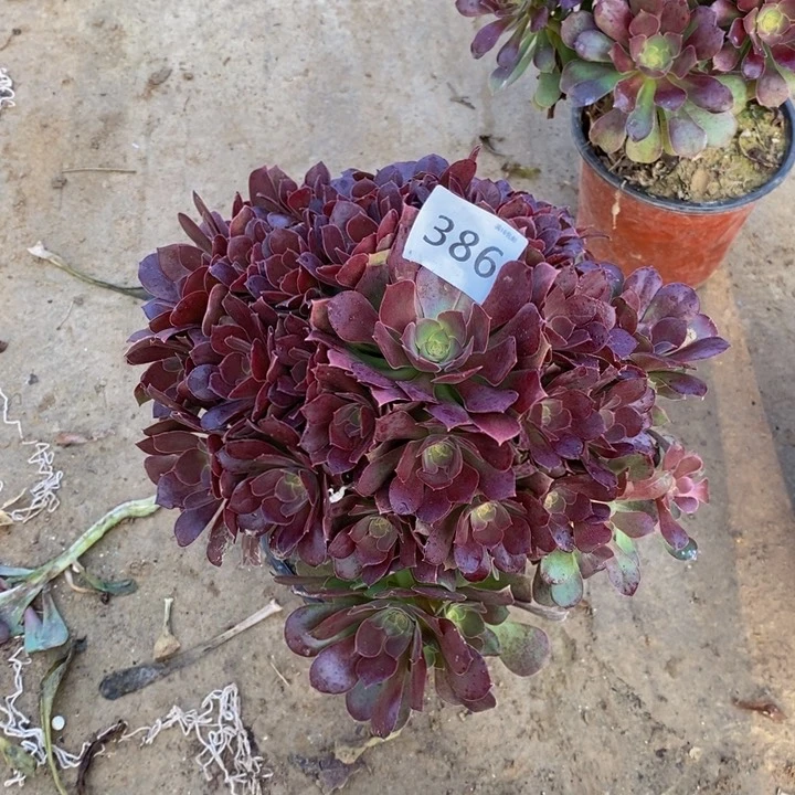 386柠檬玫瑰多肉外