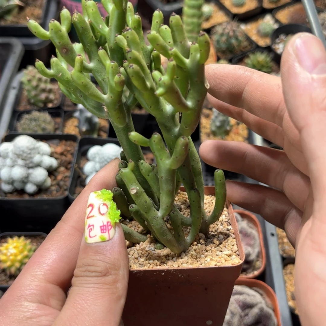 4珠光棍树单头发货有根