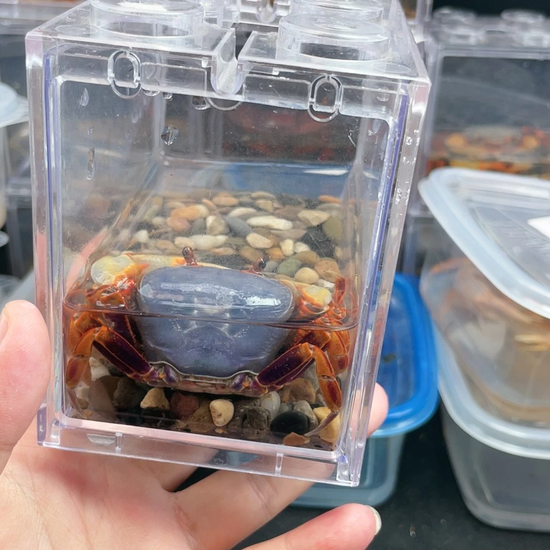 【闪购商品】笑****生蓝尖肢溪蟹