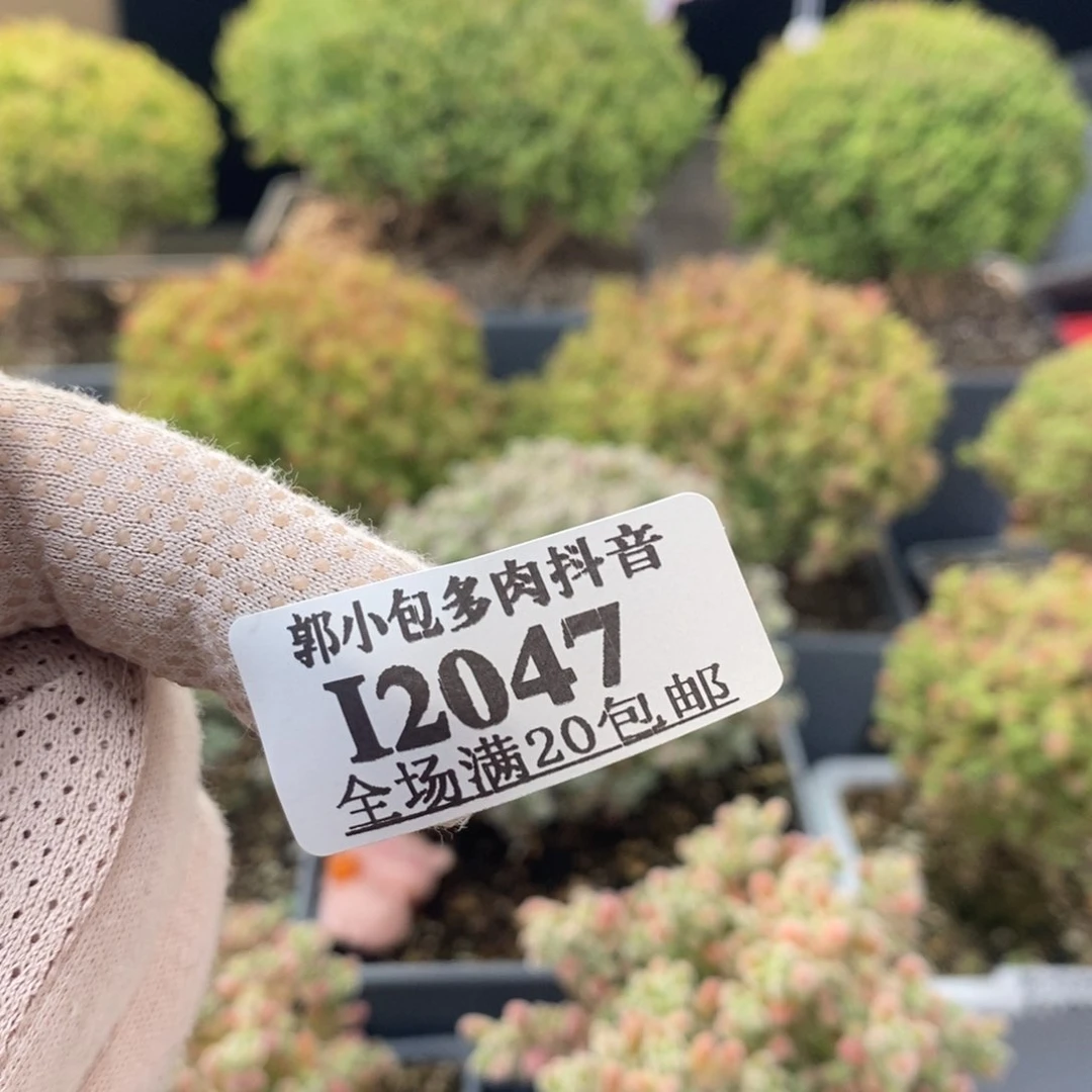 土两包2047枝干番杏