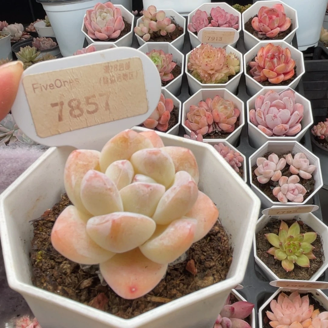 奶油冰玉7857-4.5厘米