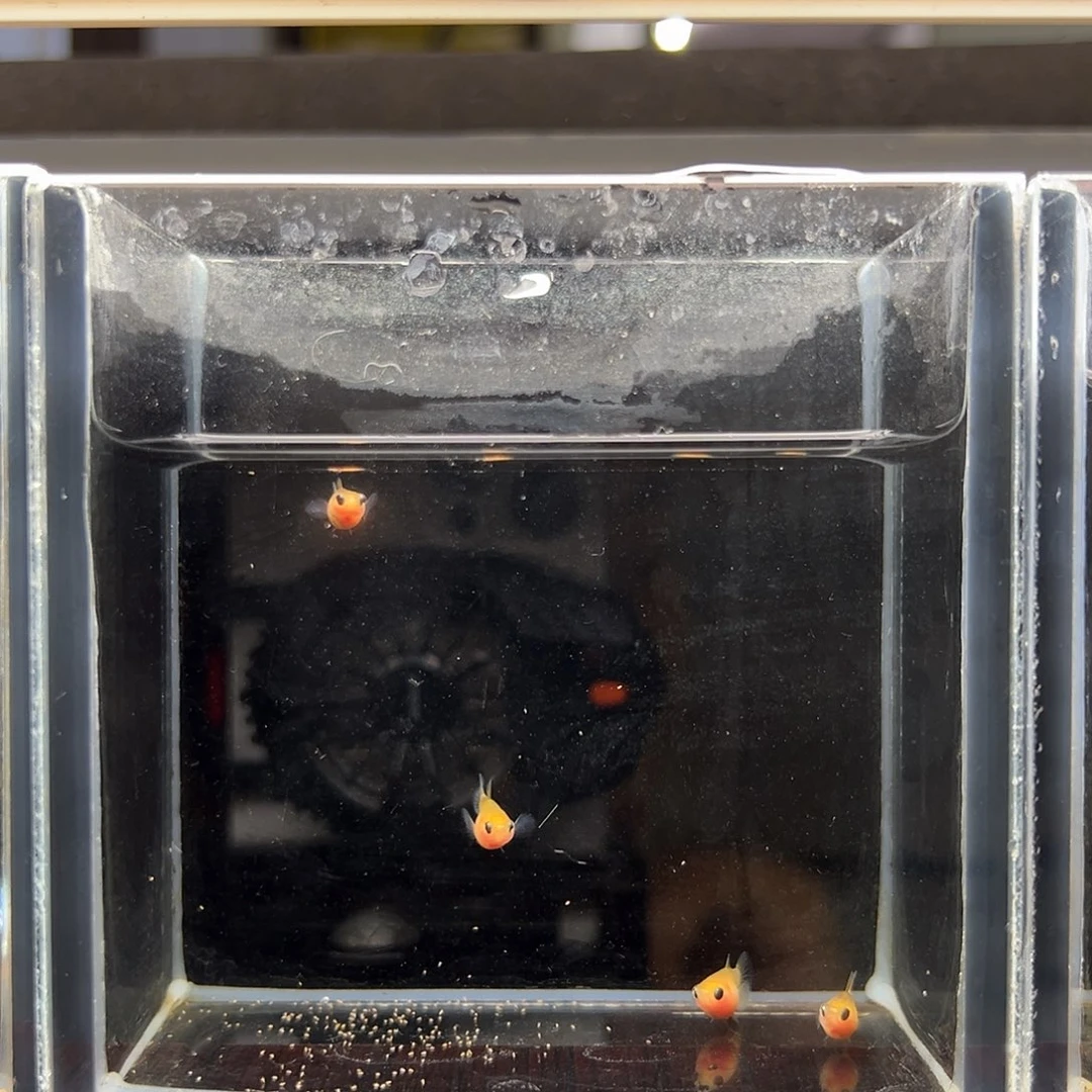 财***i孔雀鱼幻彩粉猫黑两对