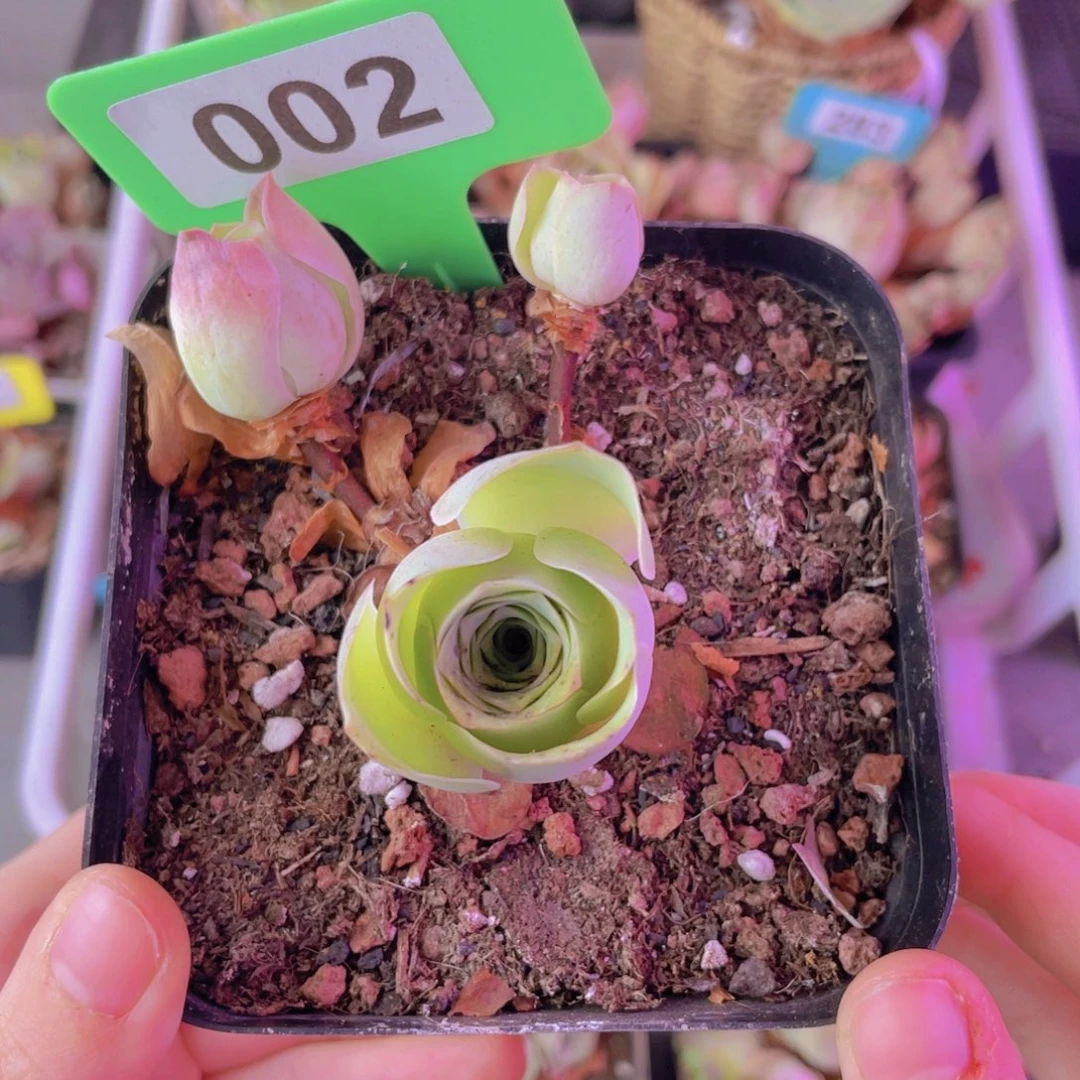 单品一物一拍002号山地玫瑰