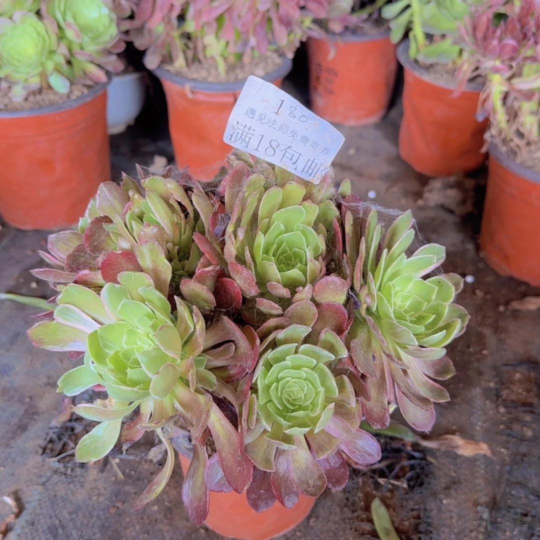 180号。海王。冠服  28