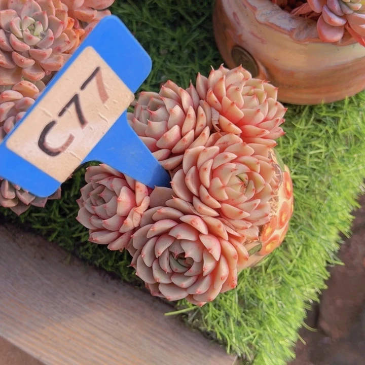 健健康康平平安安