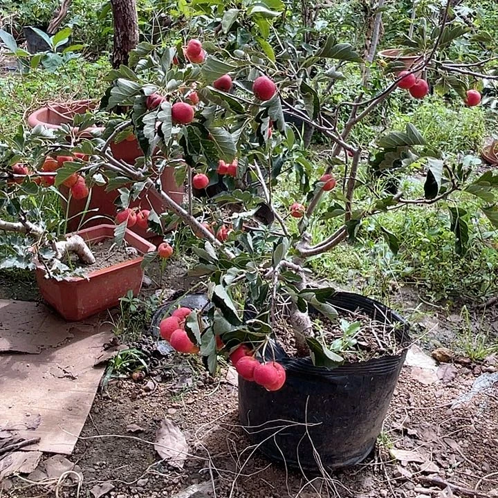 盆栽山楂，一物一拍