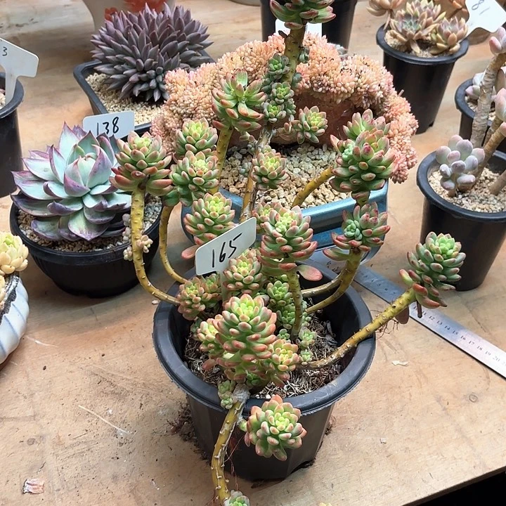 多肉植物，香格里拉165号