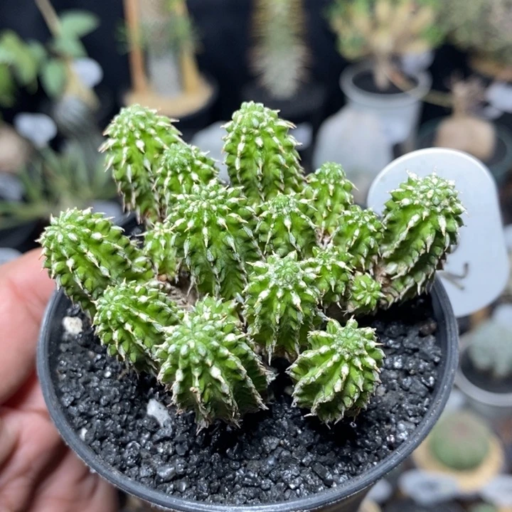 群生丰收大戟222号6.5cm