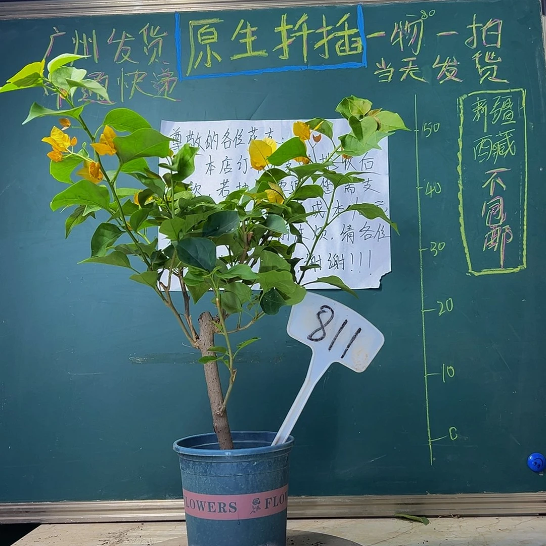 当前无花栽培后可以开花 柠檬黄 811
