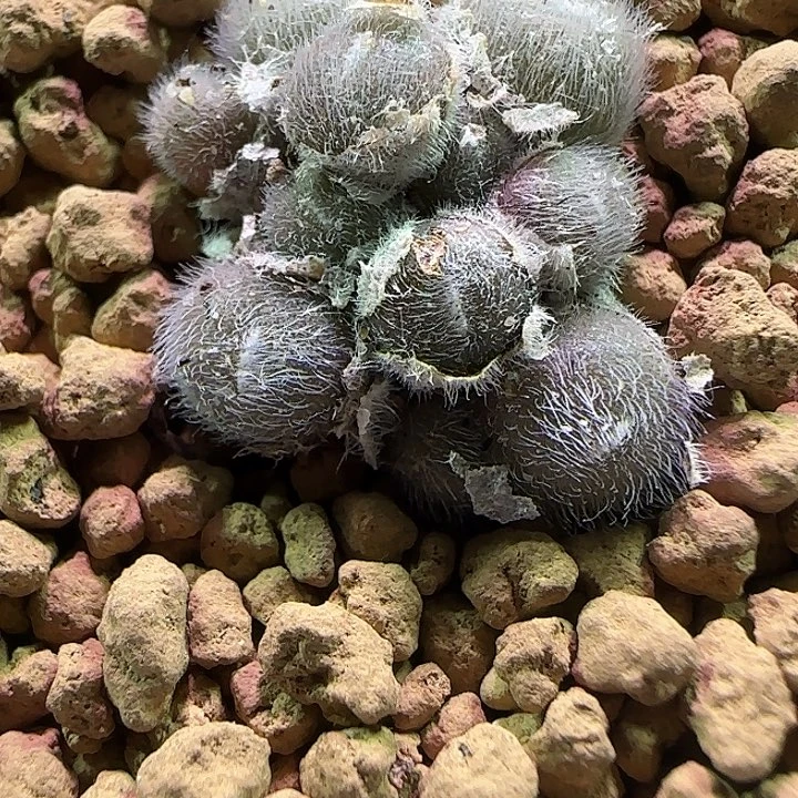 石***！哈哈哈哈哈哈哈527