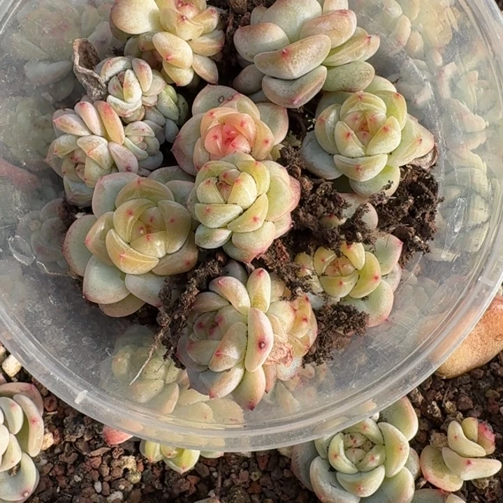 墨***刀071甜心3000饭盒一组