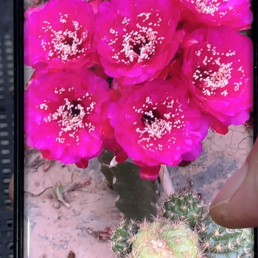 丽花 沃丽花侧芽 歪 满20包邮4公分