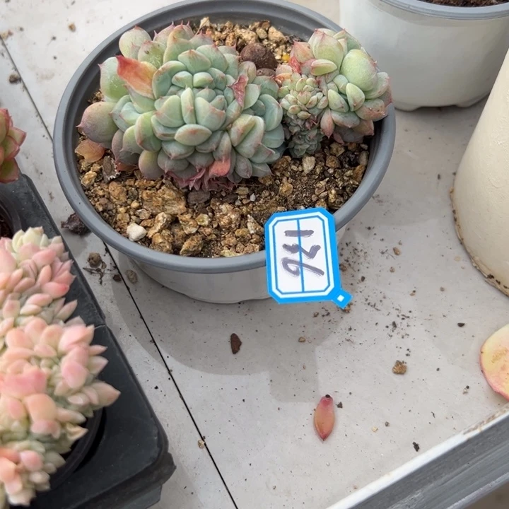 青****一物一拍杂交多肉136