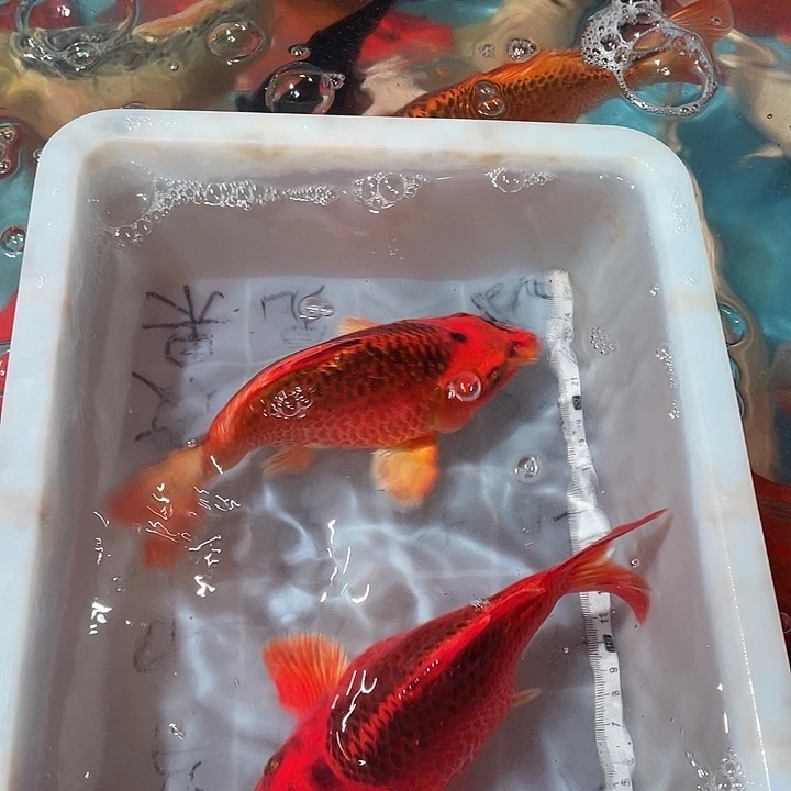 蝴蝶鲤鱼渔场直发29