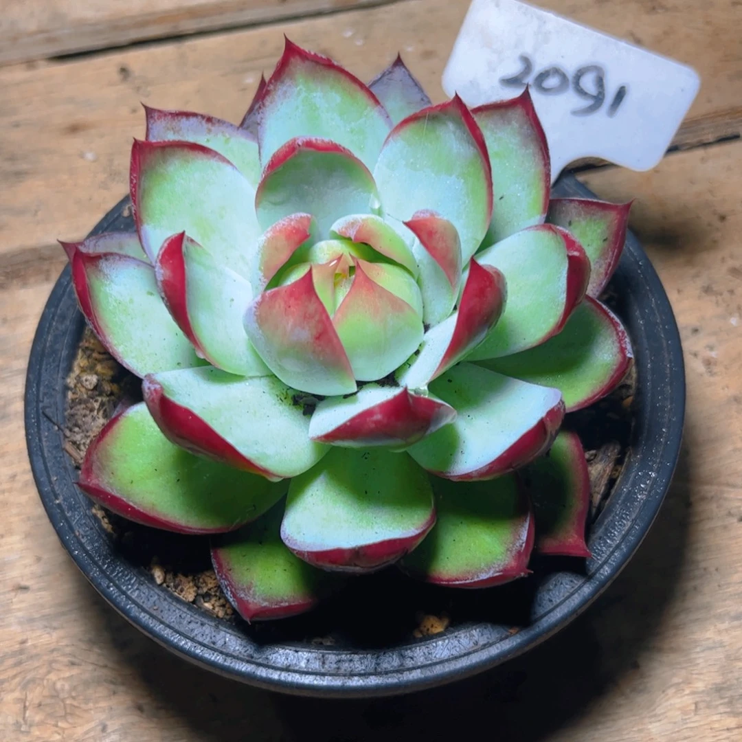 惊鸿仙子福利2091号