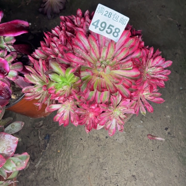 4958凤凰多肉植物