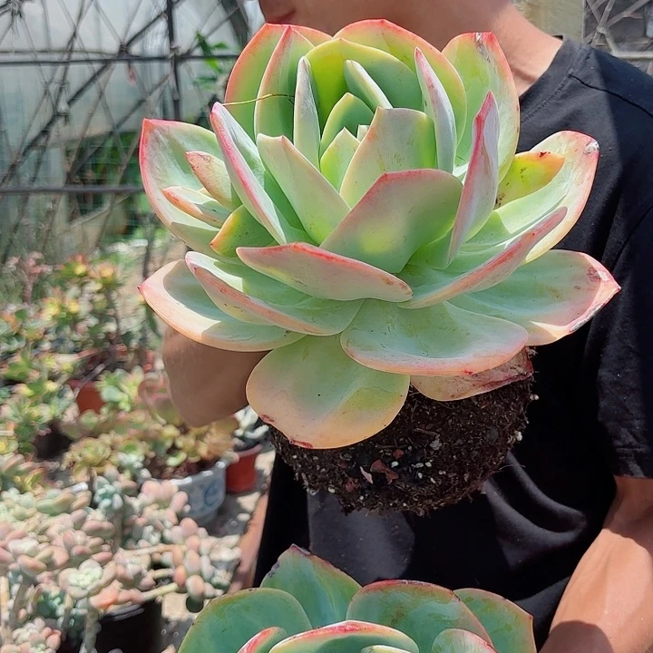 血凤大单头老桩多肉