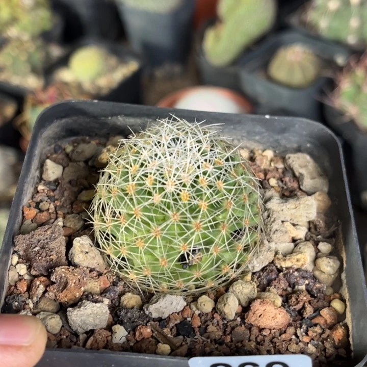 S****n仙人球一物一拍实生