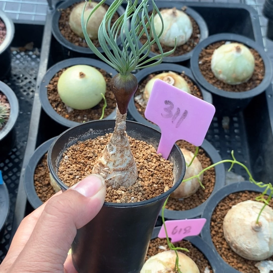 落***员gn弹簧草多肉植物