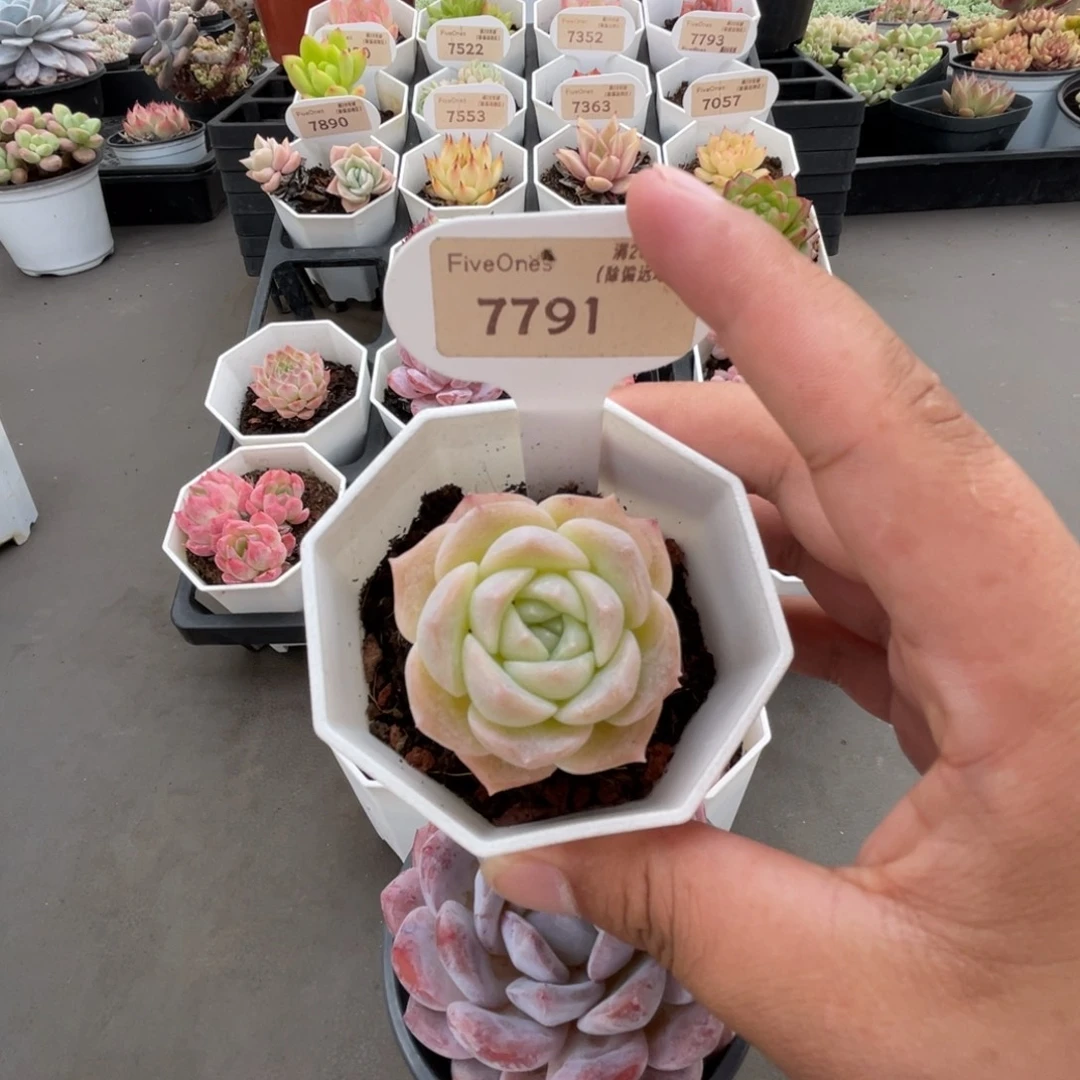 7791  纯爱4.0厘米