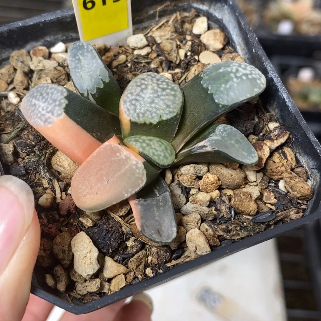 619点点寿锦一物一拍