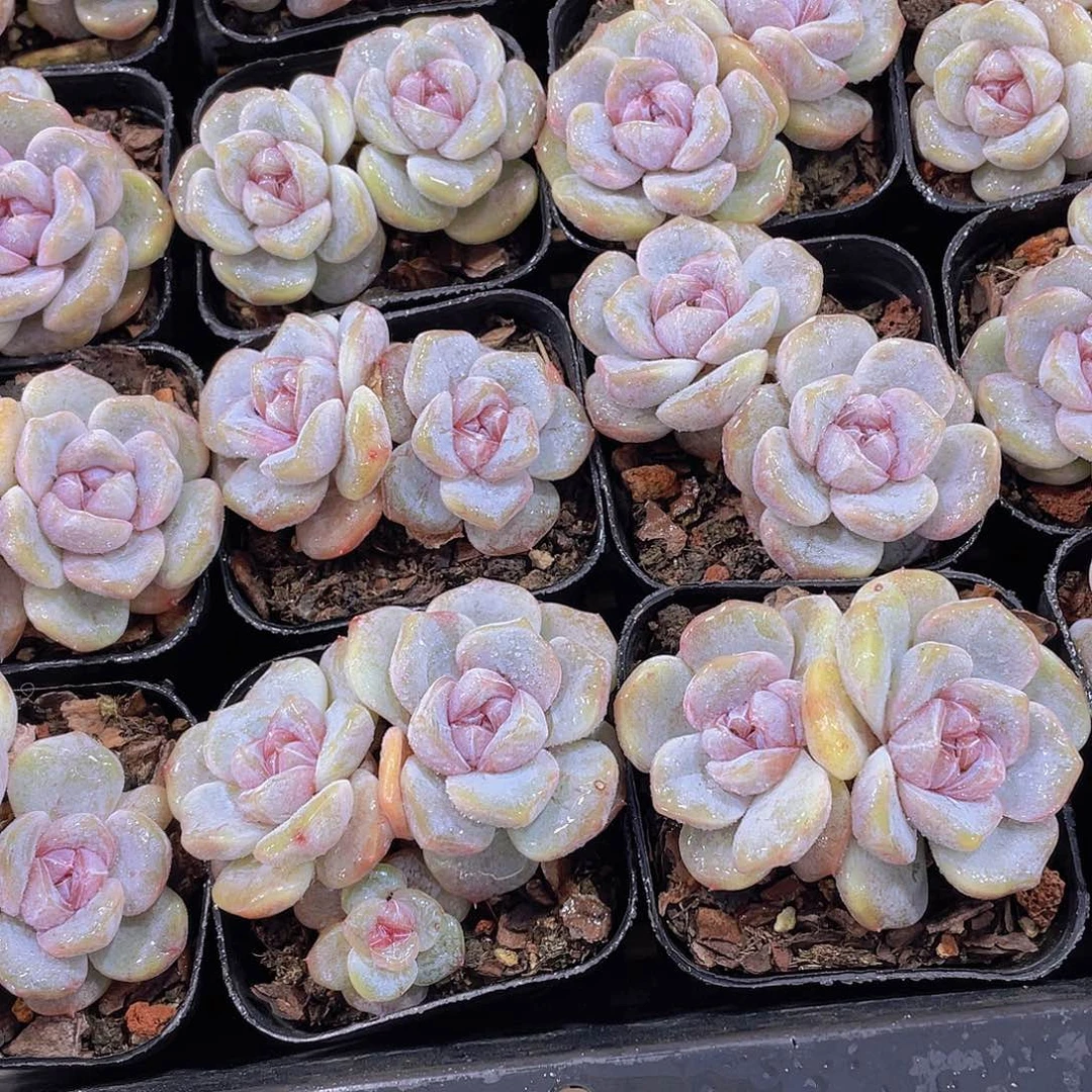 量拍105号 糖心芋圆啵啵双头一个