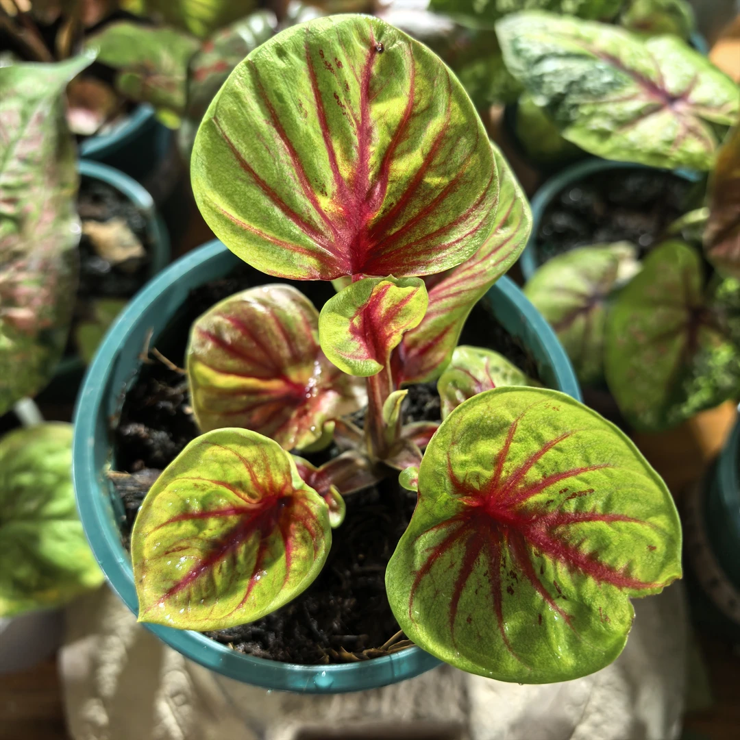 金饭碗 泰彩热植彩叶芋观叶植物经典品种 室内阳台网红绿植