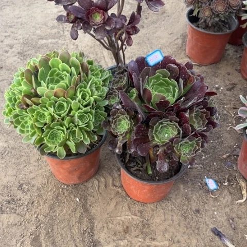 470多肉植物组合的