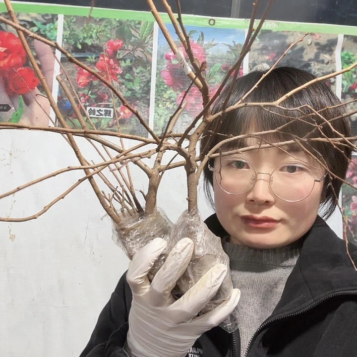 无花朵赤八重2年苗一棵