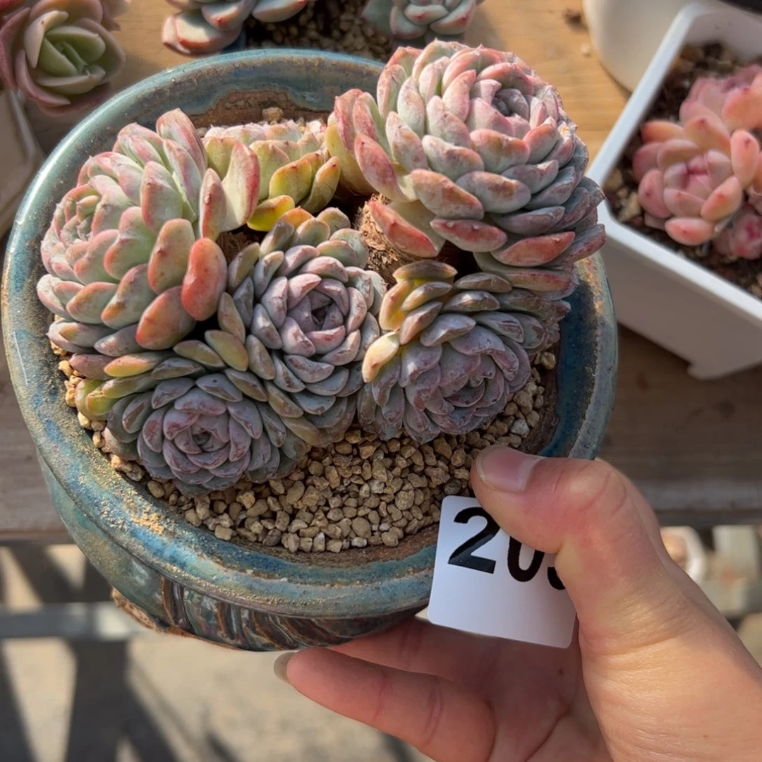 Y****中205 肉植物组合