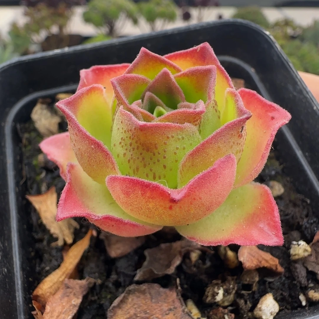 L684半城玫瑰连生宛不含盆土