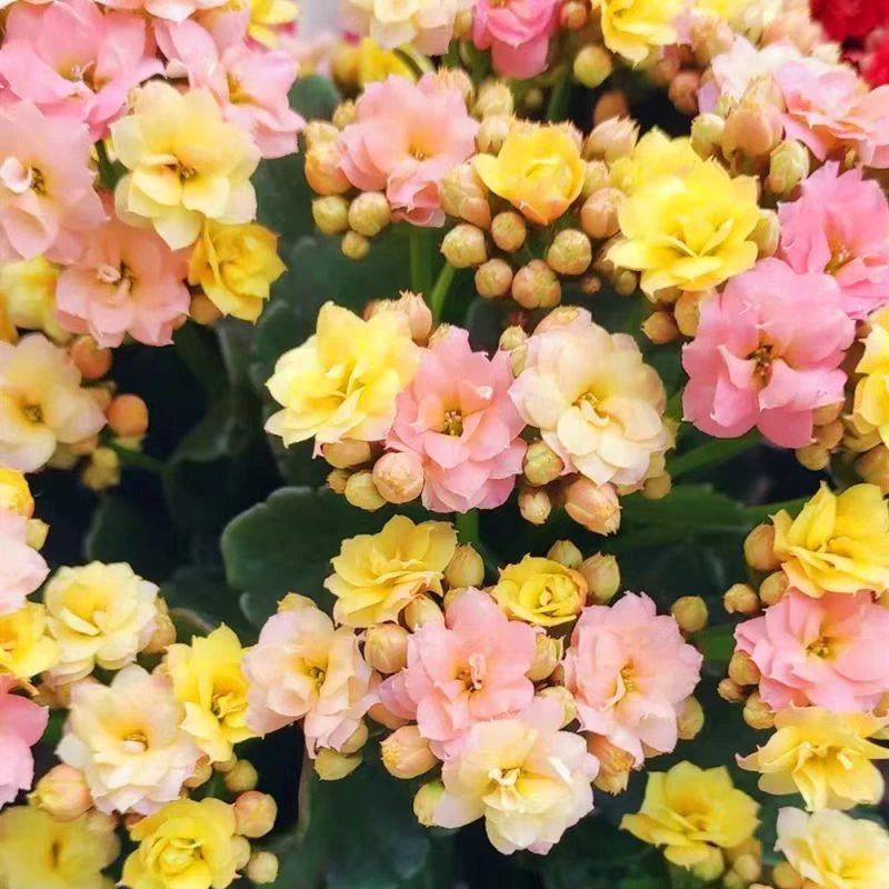【金牌变色龙长寿花】120盆四季开花重瓣大花带花苞室内绿植