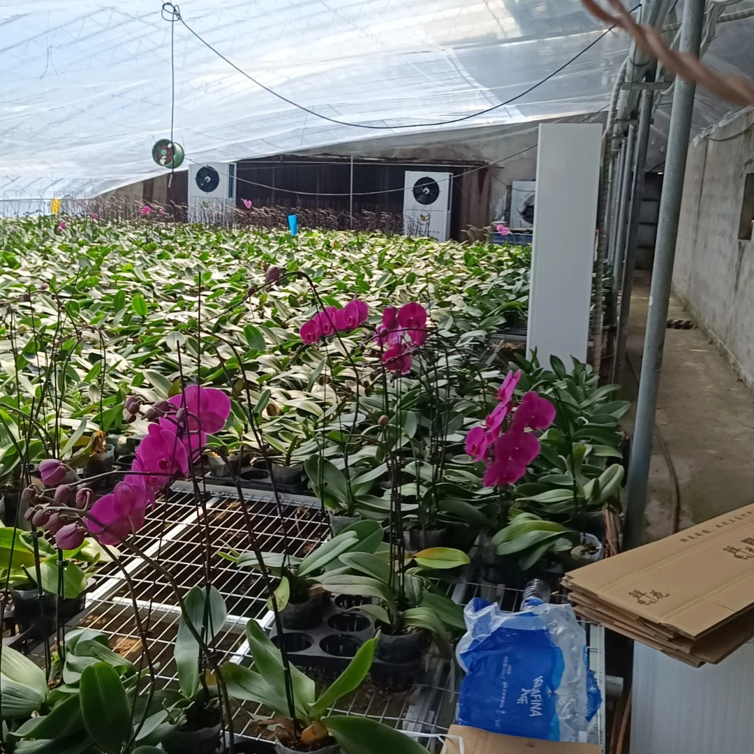 【淘花源记】直播间发福袋苗