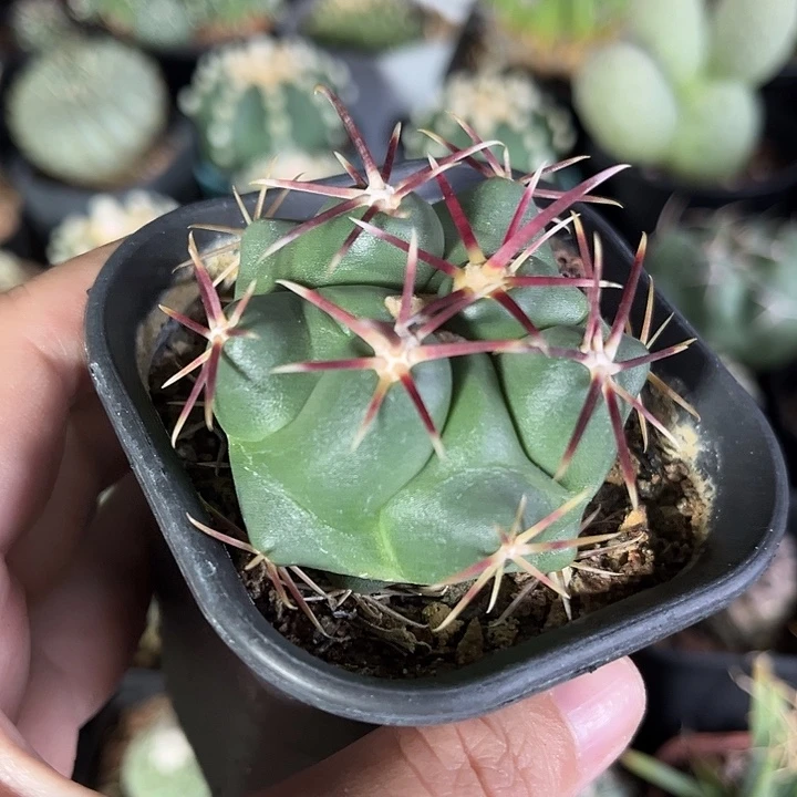 仙人球一物一拍实生28