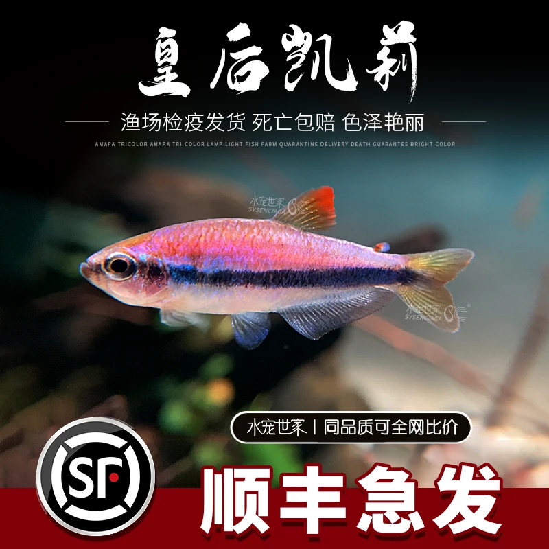 皇后凯莉凯蒂灯鱼国王灯鱼热带观赏活体群游鱼南美稀有灯科鱼