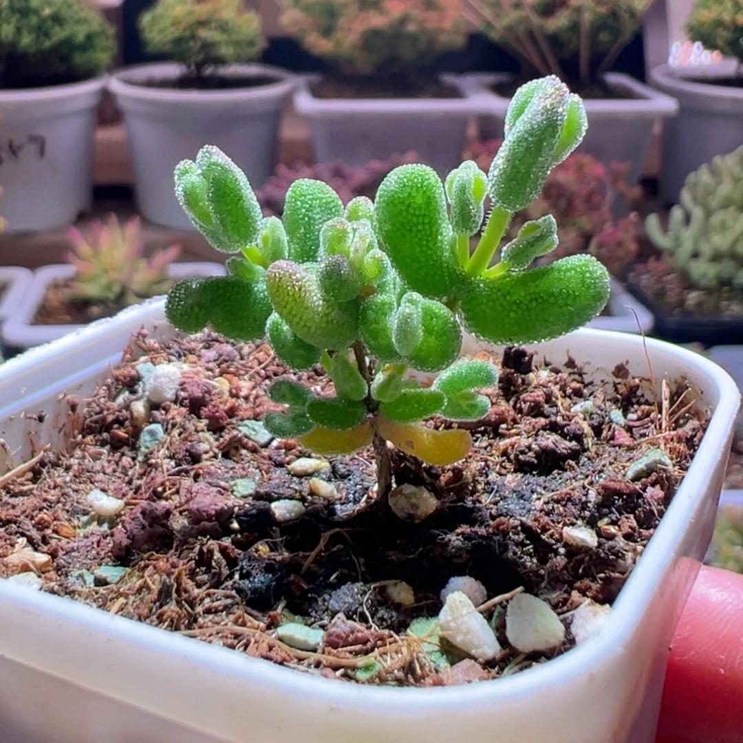 330月曲一物一拍包开箱