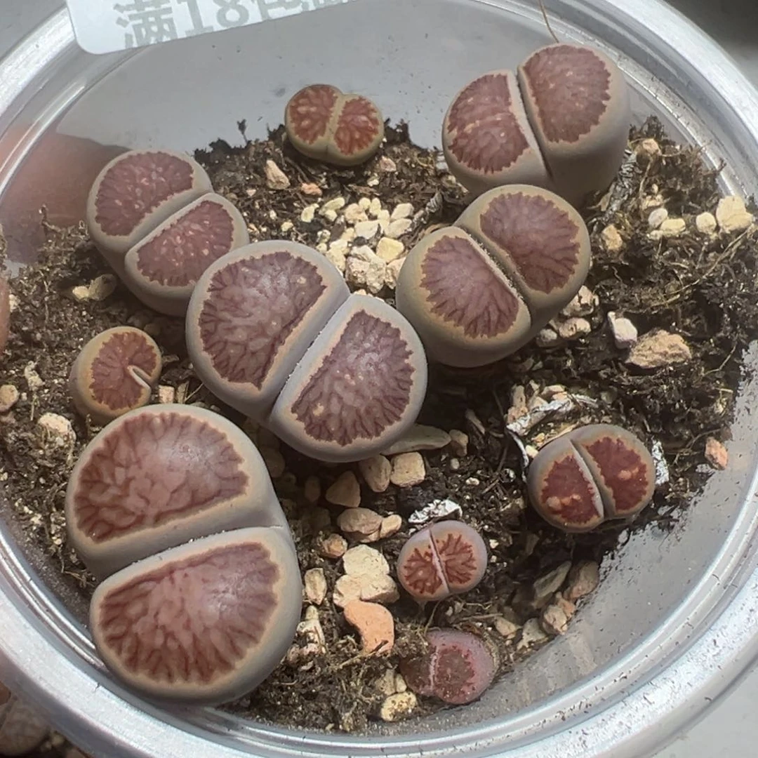 【闪购商品】 026。