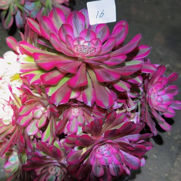 琴精品红铜壶超白锦捧花福利16