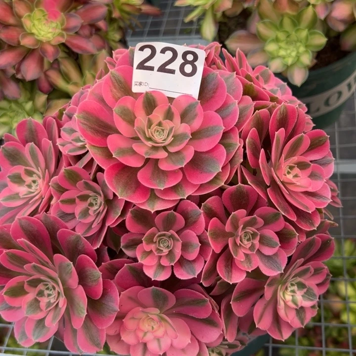 228女巫22厘米左右