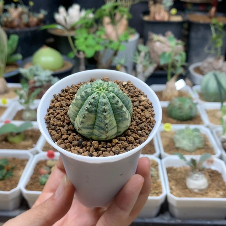 神玉布纹球锦自根带盆
