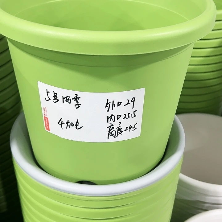 特价5号四季口29高24.5果绿无托5个