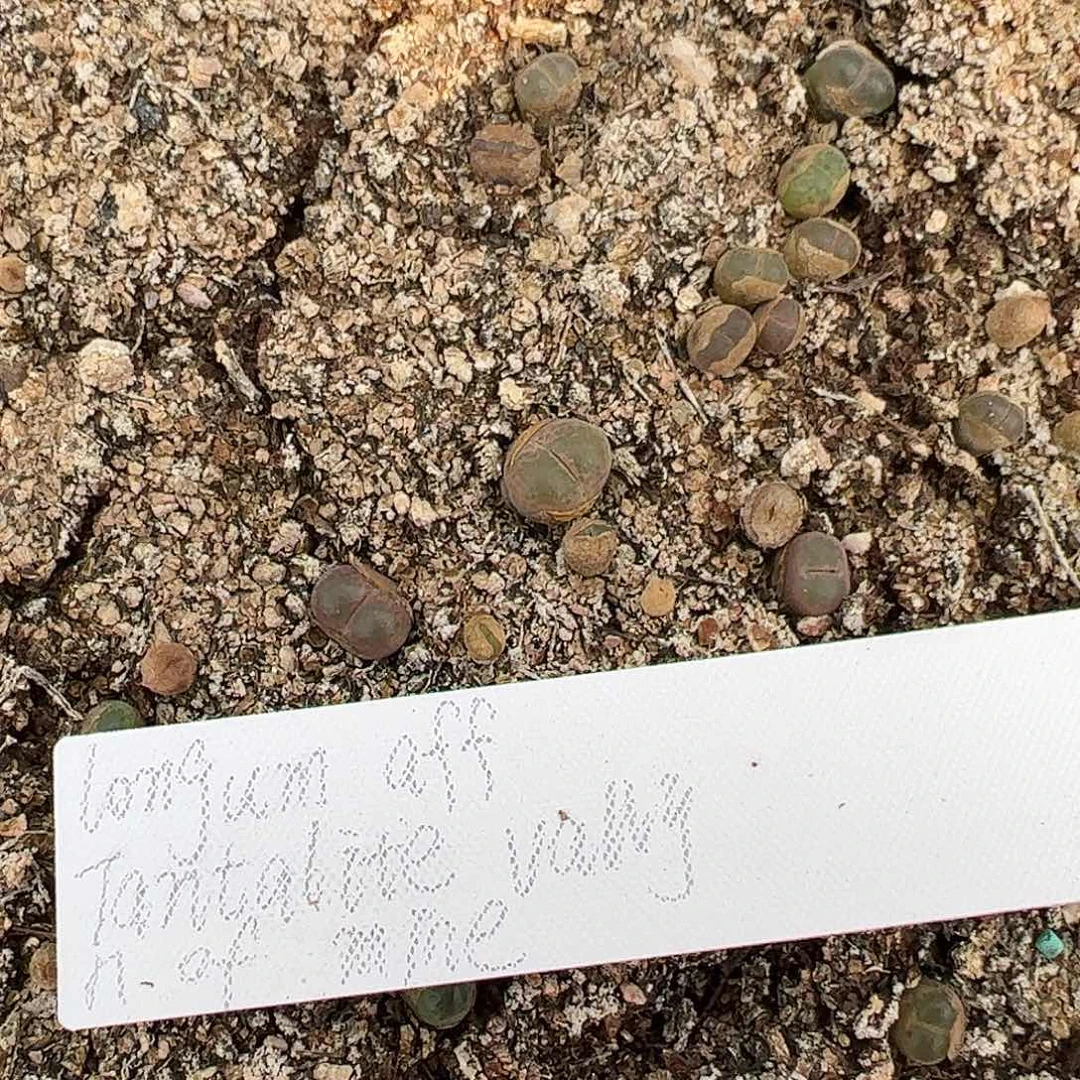 0000840量拍静香风铃1颗尺寸0.7上下包正版