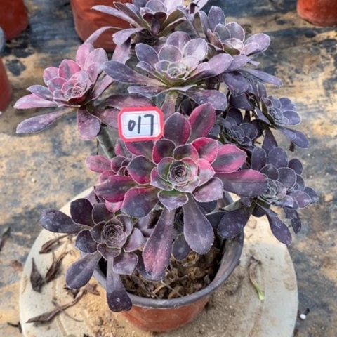 花蝴蝶捧花一物一拍