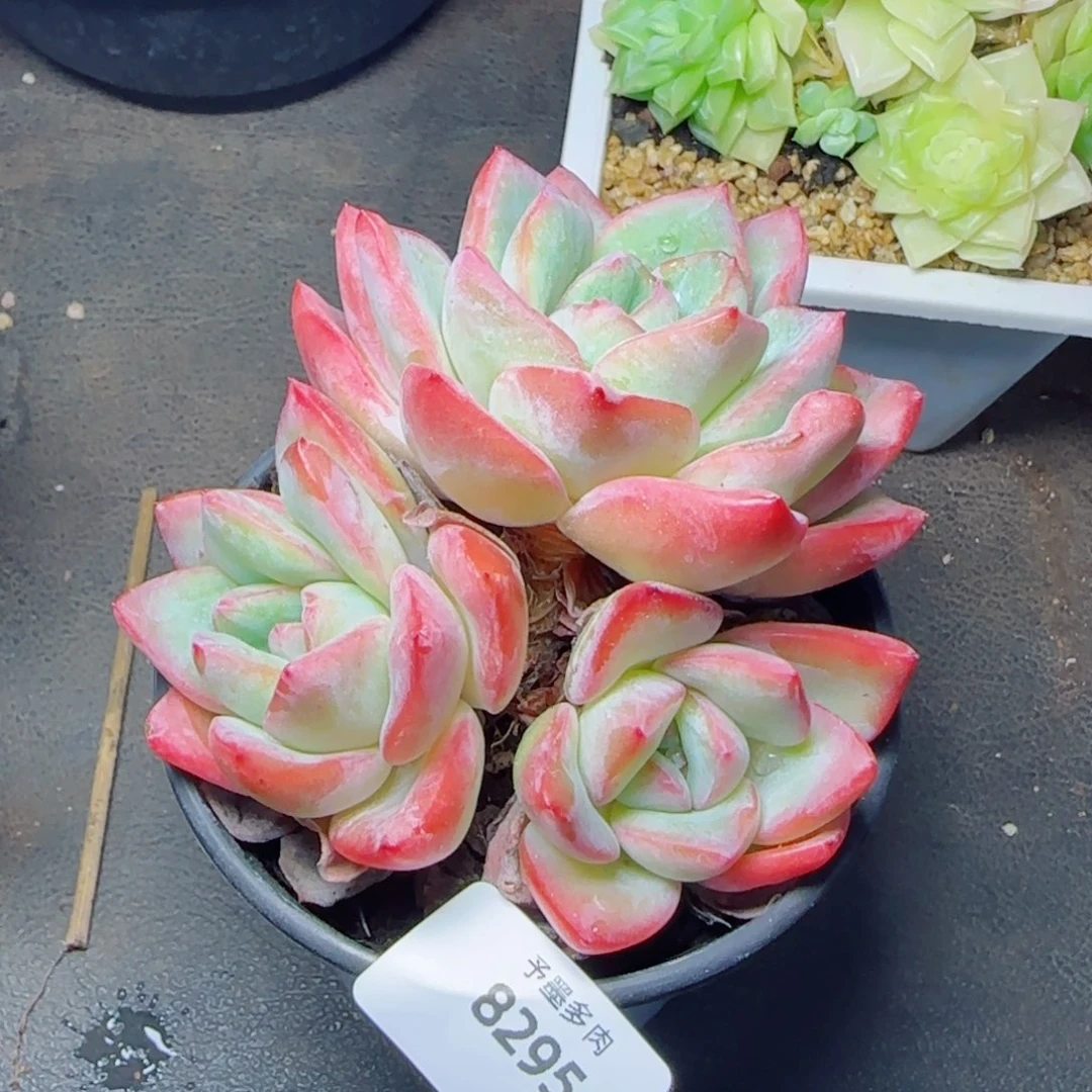泡芙，8295多肉植物
