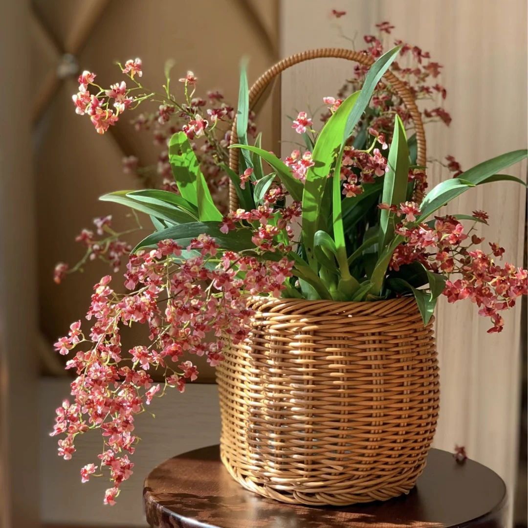 【二十支花剑起】（特A）满堂红梦香兰盆栽清香花卉多年生室内阳台