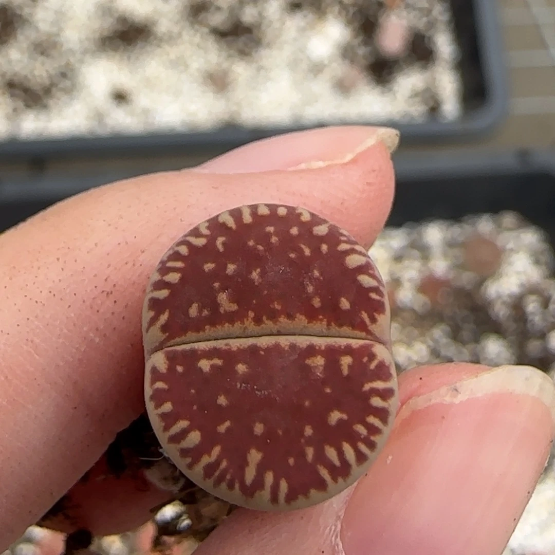 10.3辛然园艺一盆2070