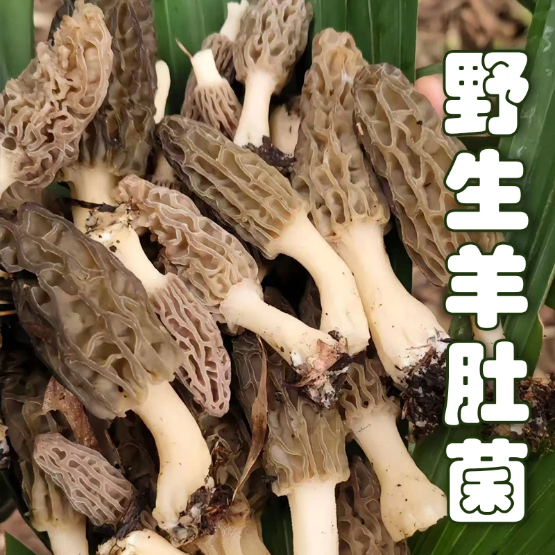 新鲜野生羊肚菌肉厚鲜美深山农家自采煲汤炖鸡顺丰空运