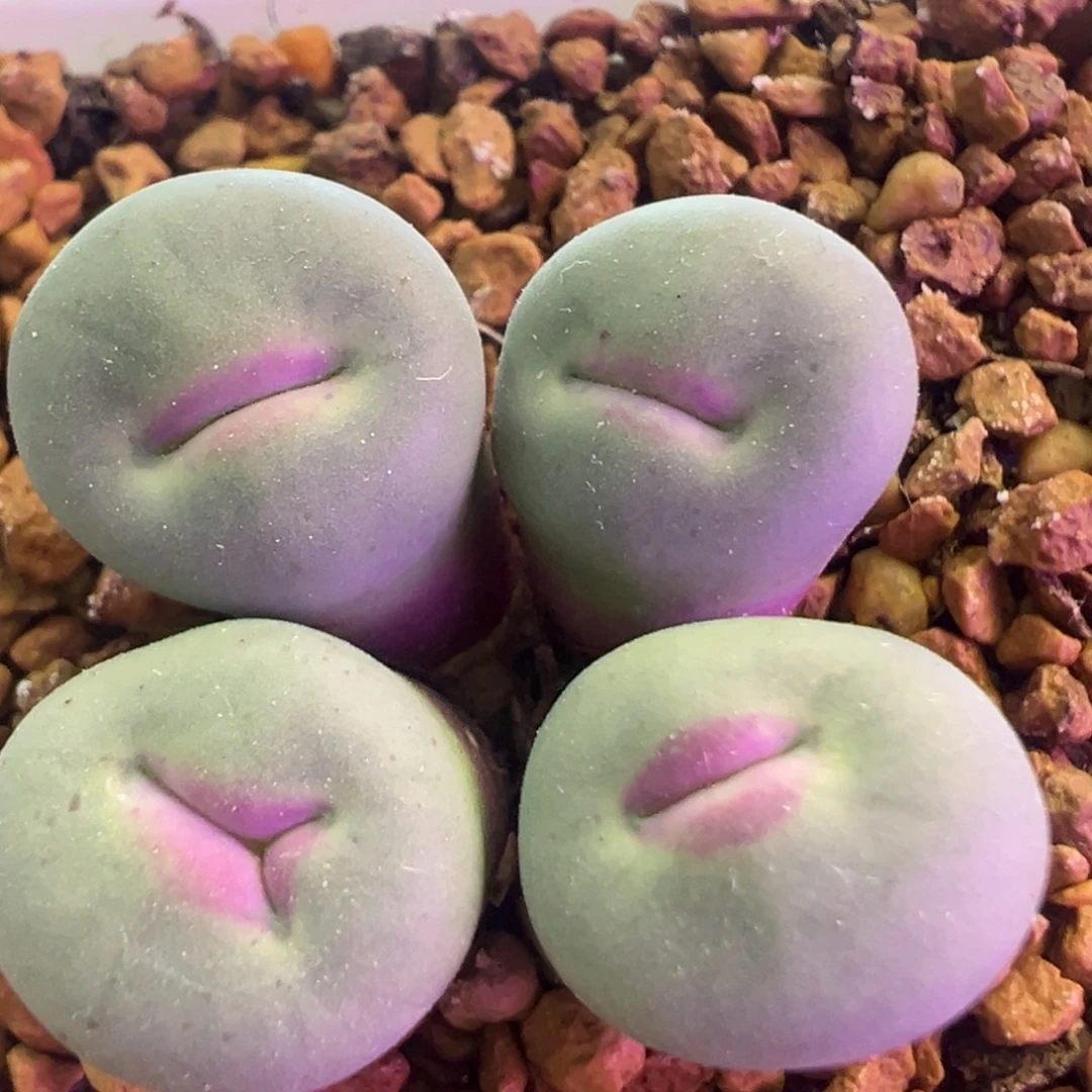 优选中大型嘴 肉锥植物