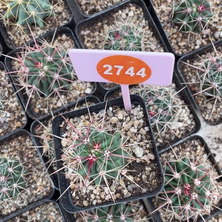 天***舟实生仙人球27442744
